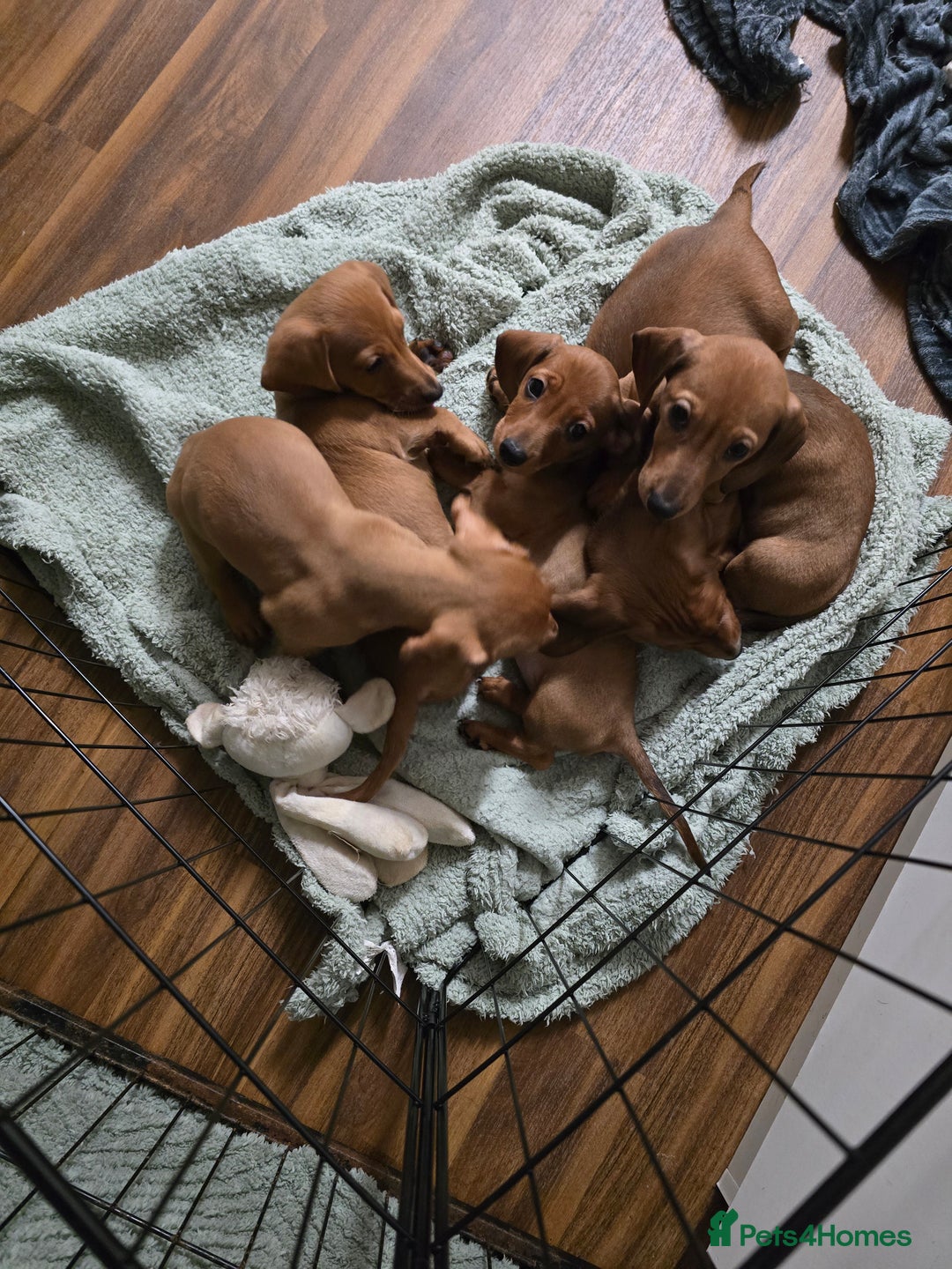 Dachshund dogs for sale: Full Minature dachsund puppies  - Advert 8