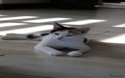 British Shorthair cats for sale: 2 Bundles of Joy!! Ready now!! - Image 21