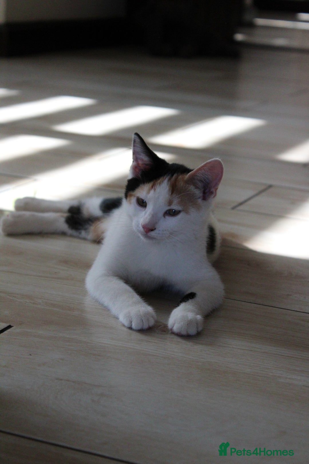 British Shorthair cats for sale: 2 Bundles of Joy!! Ready now!! - Image 21