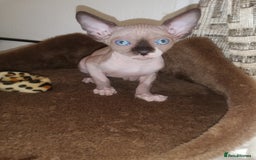 Sphynx cats for sale: Hurry up 1 beautiful boy with blue eyes left - Image 1