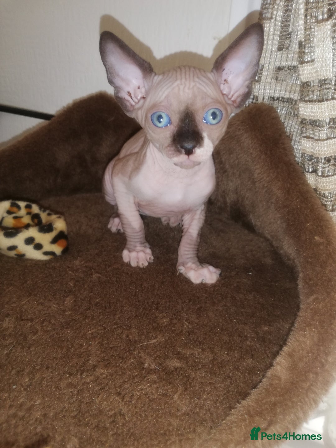 Sphynx cats for sale: Hurry up 1 beautiful boy with blue eyes left - Image 1