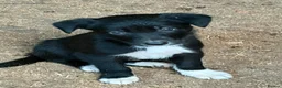 Border Collie dogs for sale: Beautiful Collies puppies   - Advert 3