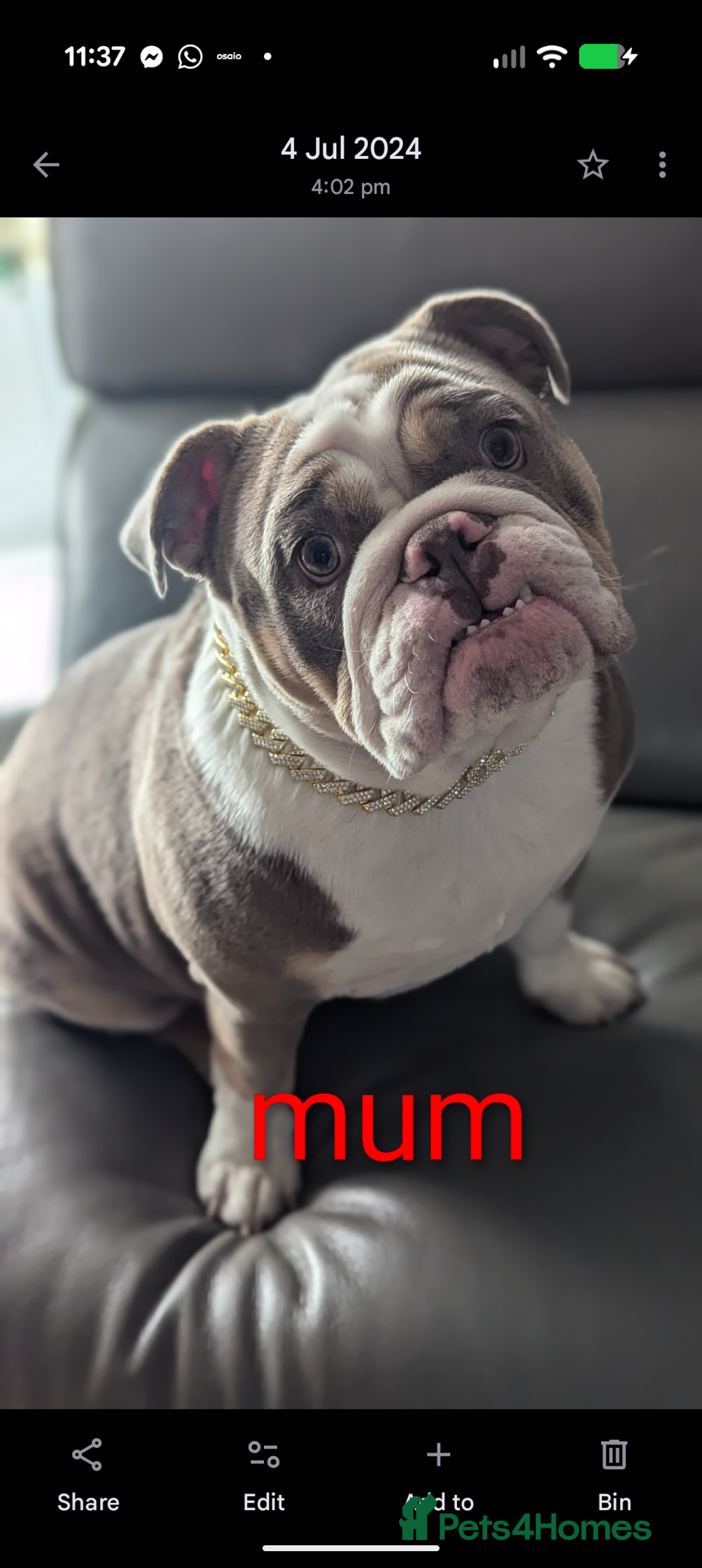 English Bulldog dogs for sale: Outstanding English bulldog puppies  - Advert 15