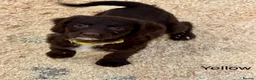 Sproodle dogs for sale: Sproodle Puppies from experienced, licensed breedr - Advert 15