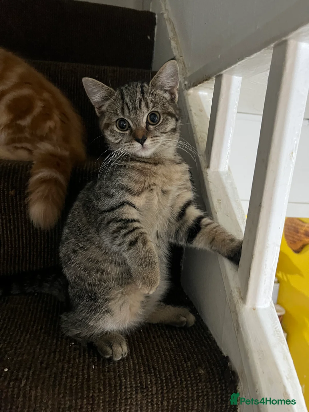 Mixed Breed cats for sale: Beautiful kittens  - Advert 8