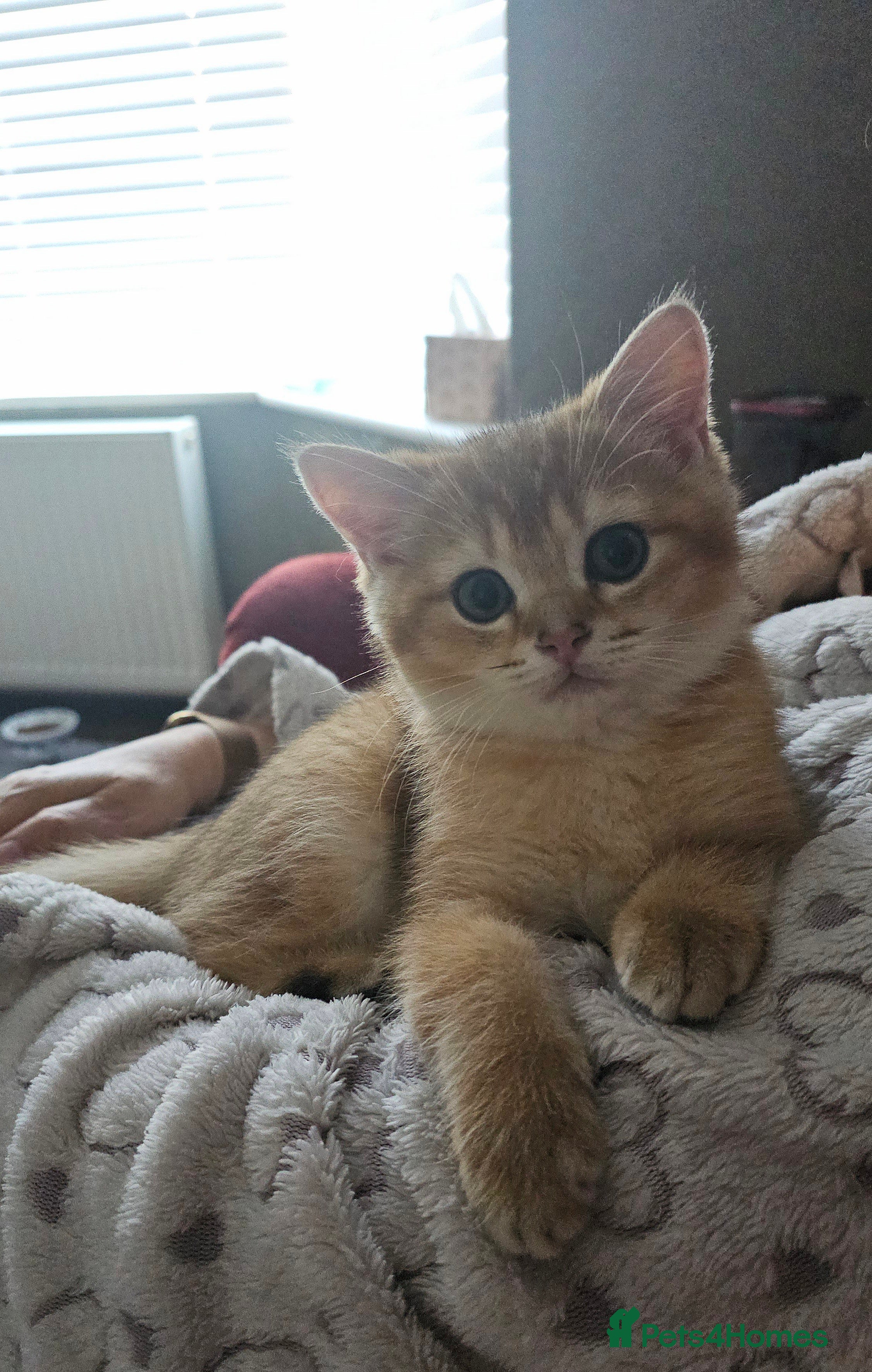 Scottish Fold cats TICA😼LAST STUNNING BOY LEFT😼READY THIS WEEKEND - Advert 5