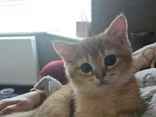 Scottish Fold cats TICA😼LAST STUNNING BOY LEFT😼READY THIS WEEKEND - Advert 5