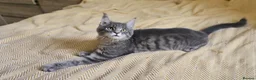 Maine Coon cats for sale: Maine Coon Kitten ready - Advert 32