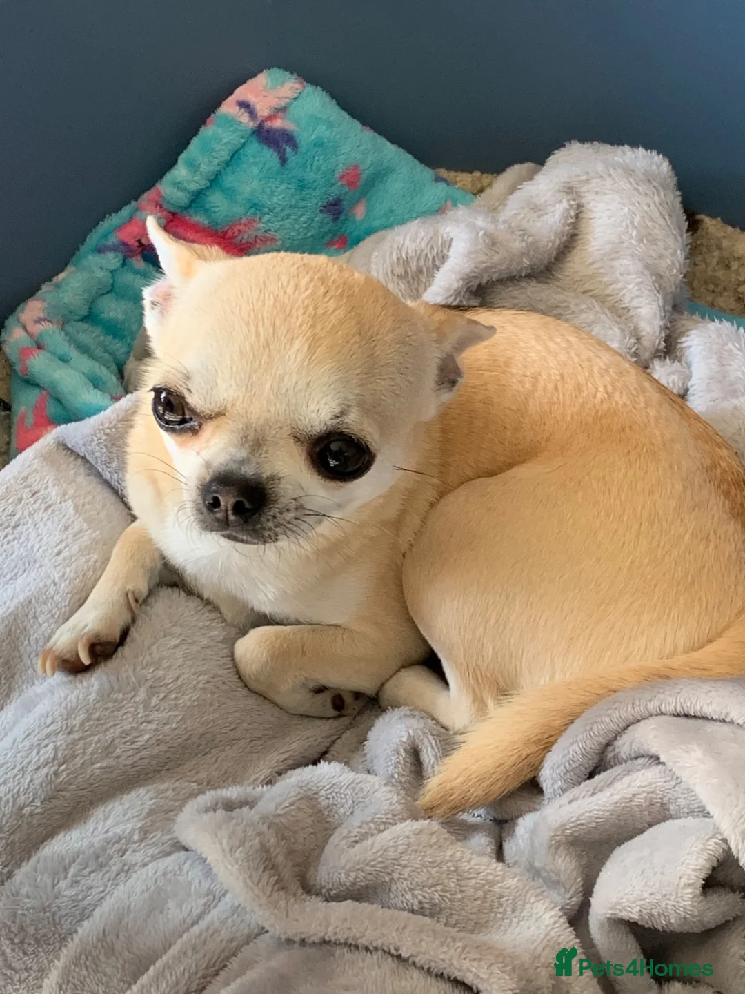 Chihuahua dogs for sale: 3yrs old Chihuahua girl - Advert 1