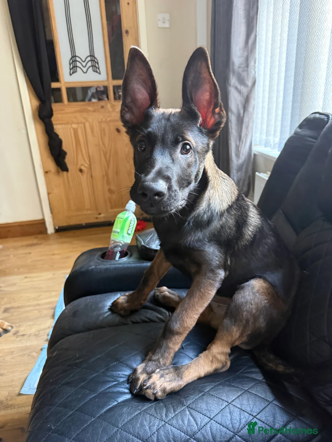 Belgian Shepherd Dog dogs for sale: last Belgian shepherd Harry READY TO GO - Advert 2