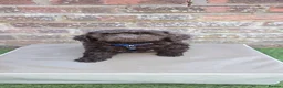 Cavapoo dogs for sale:  Rare Mini f1 chocolate cavapoo - Advert 3