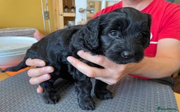 Sproodle dogs for sale: 1 Gorgeous F2 Sproodle Girl FULLY Vaccinated - Image 14