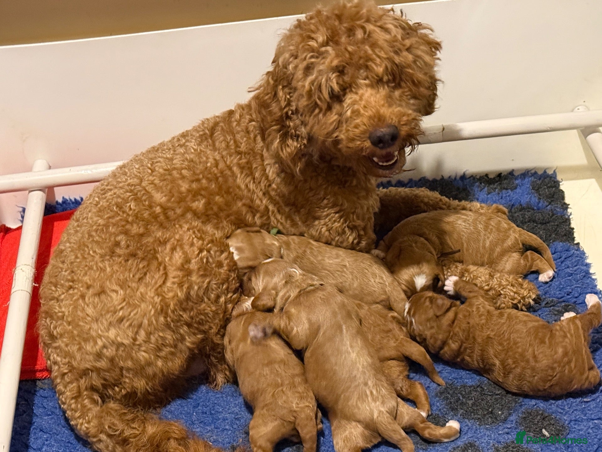Australian Labradoodle dogs red/Merle multi generation Australian Labradoodle  - Advert 2