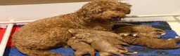 Australian Labradoodle dogs for sale: red/Merle multi generation Australian Labradoodle  in Manchester - Advert 4