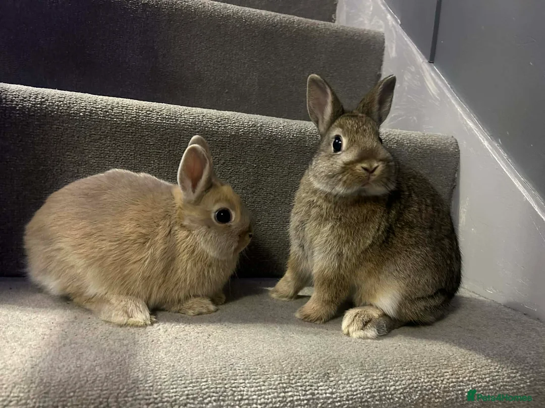 Netherland Dwarf rabbits for sale: Neverland self baby bunnies - Advert 2