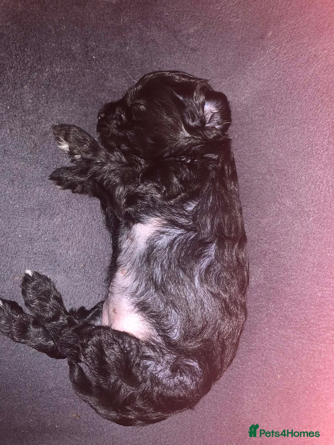 Chinese Crested dogs for sale: One boy left and One girl left reserve now  - Advert 5