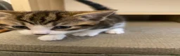 Domestic Shorthair cats for sale: Kittens for sale in Stratford-upon-Avon - Advert 3