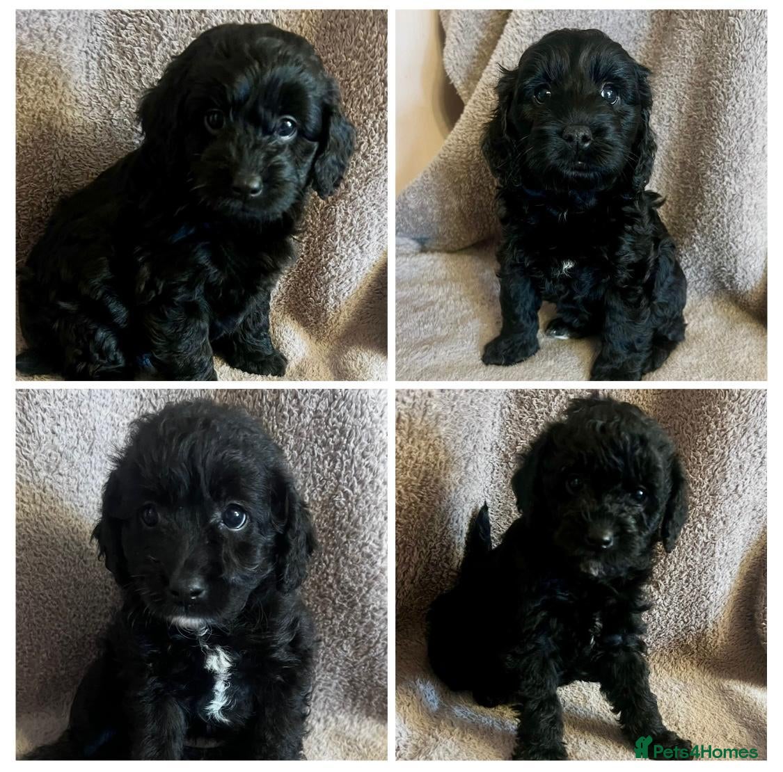 Labradoodle dogs £1495 last lovely 4 mini Labradoodle black pups  - Advert 6