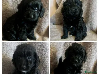 Labradoodle dogs £1495 last lovely 4 mini Labradoodle black pups - Advert 1