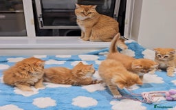 British Shorthair cats for sale: Adorable Kittens Ready For Reservation  - Image 15