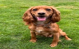 Cocker Spaniel dogs for sale: Outstandingly bred stunning worker cocker spaniels - Image 12