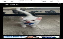 Khao Manee cats for sale: Pure white kittens male - Image 5