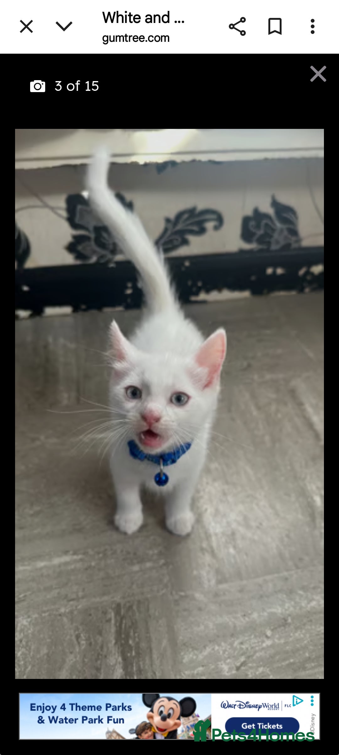 Khao Manee cats for sale: Pure white kittens male - Image 5