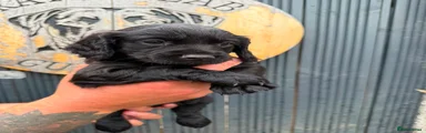 Cocker Spaniel 6