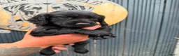 Cocker Spaniel dogs for sale: Working Cocker spaniel puppy’s  - Advert 7