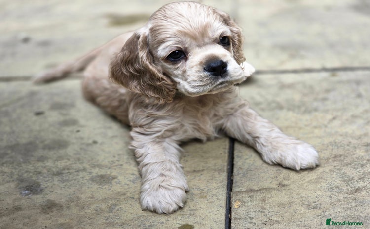 American Cocker Spaniel dogs - Advert 3
