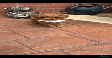 Cavapoo dogs - Advert 6