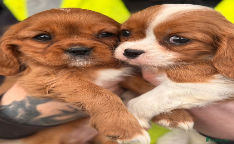 Cavalier King Charles Spaniel dogs - Advert 5