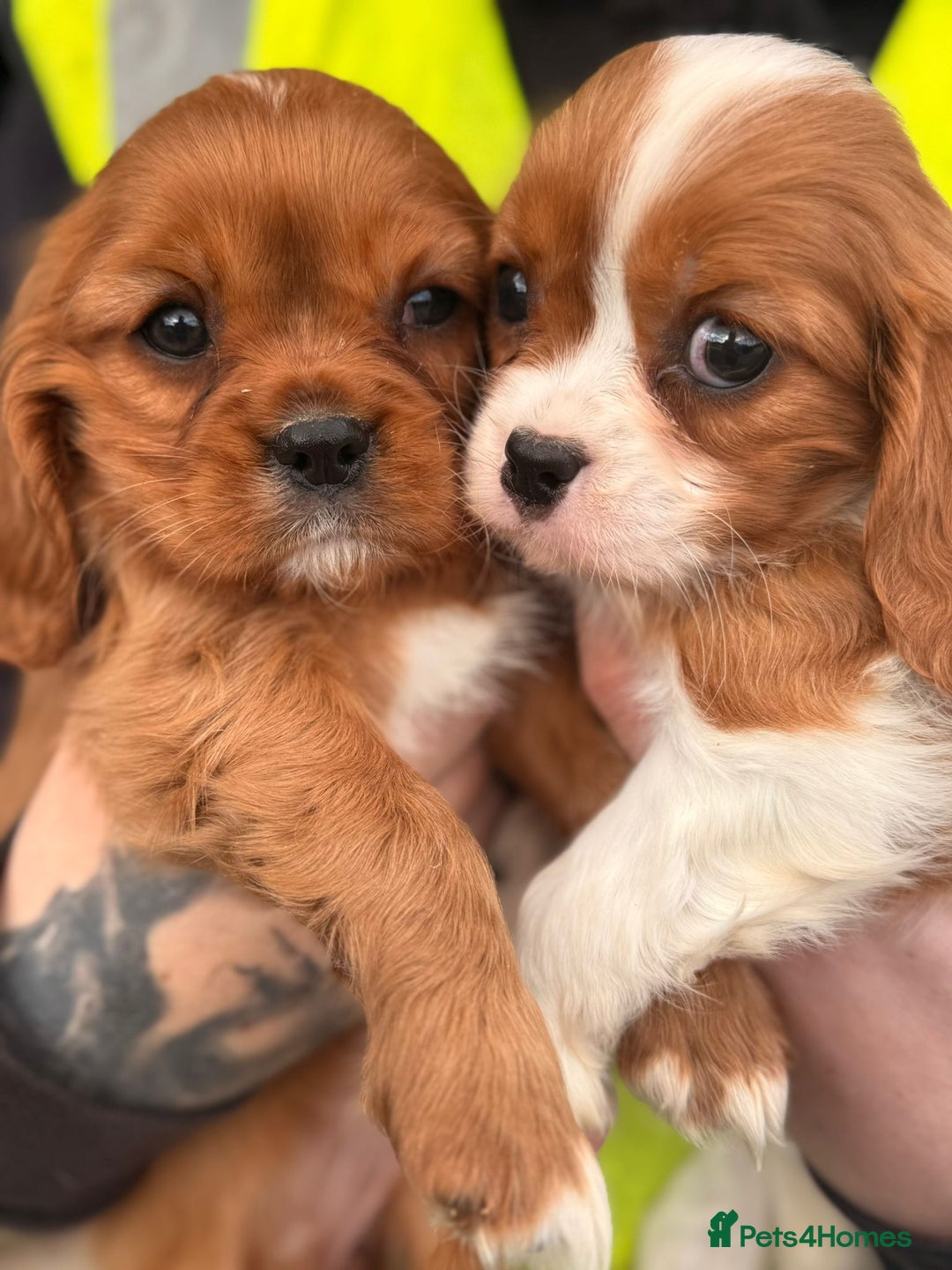 Cavalier King Charles Spaniel dogs for sale: Cavalier King Charles pups - Image 1