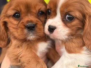 Cavalier King Charles Spaniel dogs - Advert 30