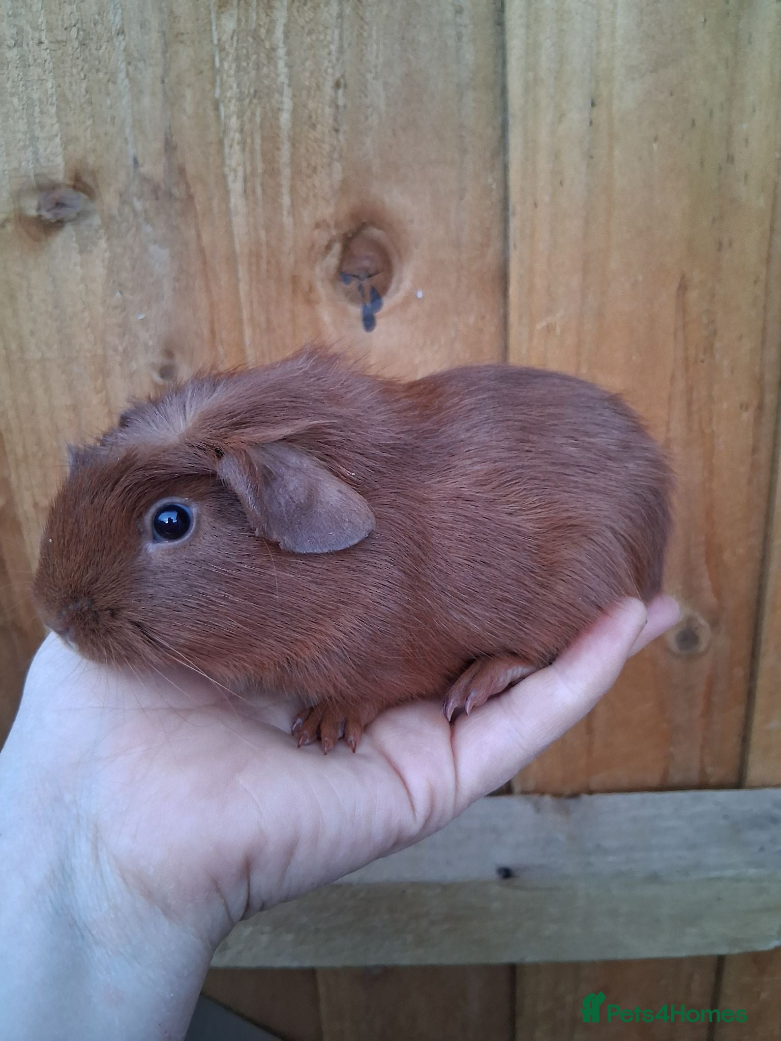 Guinea Pig rodents 1 beautiful baby boy guinea pigs - Advert 16