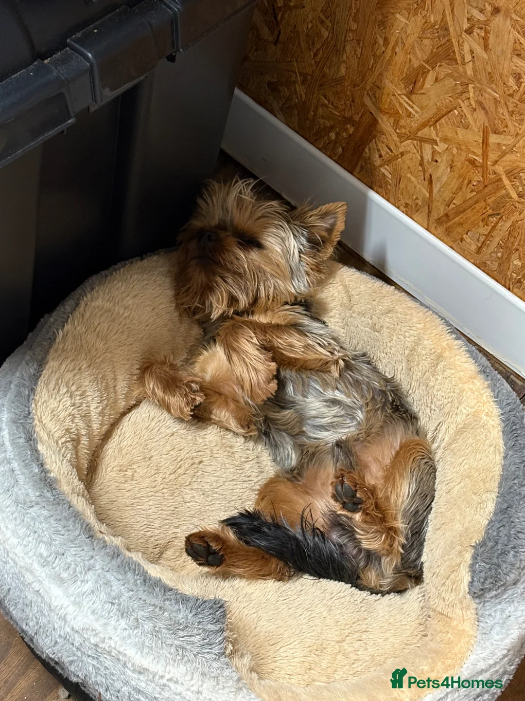 Yorkshire Terrier dogs for stud: Yorkshire terrier in Maidstone - Advert 2