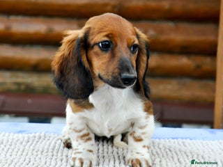 Miniature Dachshund dogs Russian Pedigree Miniature Dachshunds - Advert 11