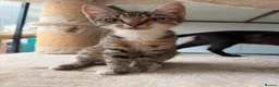Mixed Breed cats for adoption: TWO KITTENS. ONE HOME. DOUBLE THE MISCHIEF. ❤️ - Advert 4