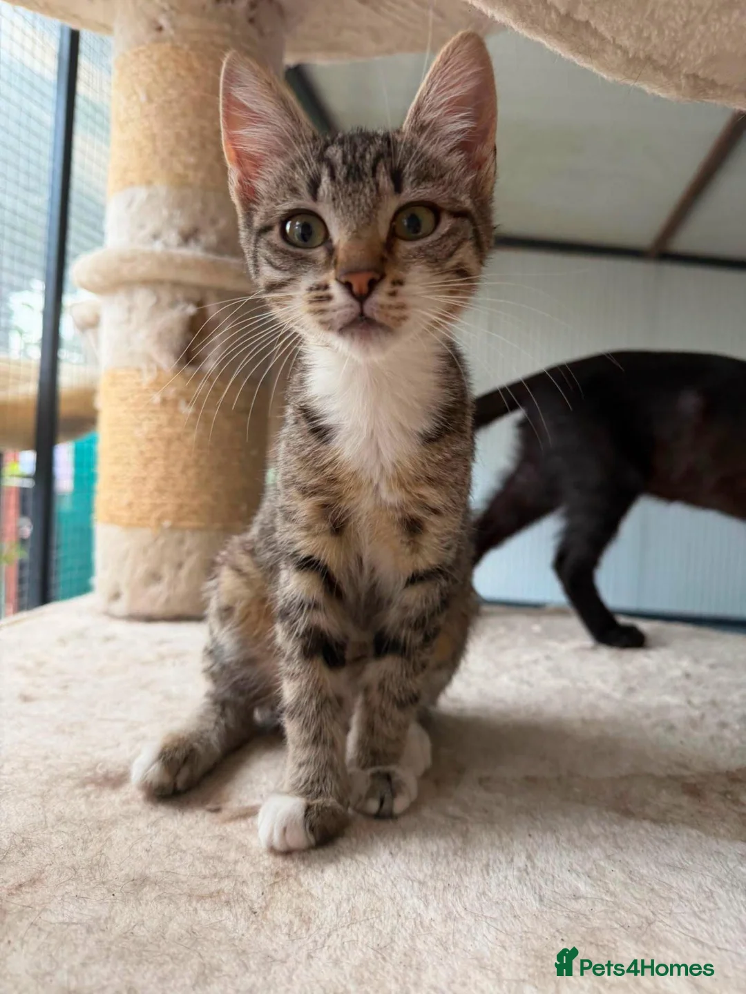 Mixed Breed cats for adoption: TWO KITTENS. ONE HOME. DOUBLE THE MISCHIEF. ❤️ - Advert 4