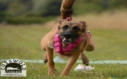 Belgian Shepherd Dog dogs for sale: Chunky Boy Top working lines  - Image 11
