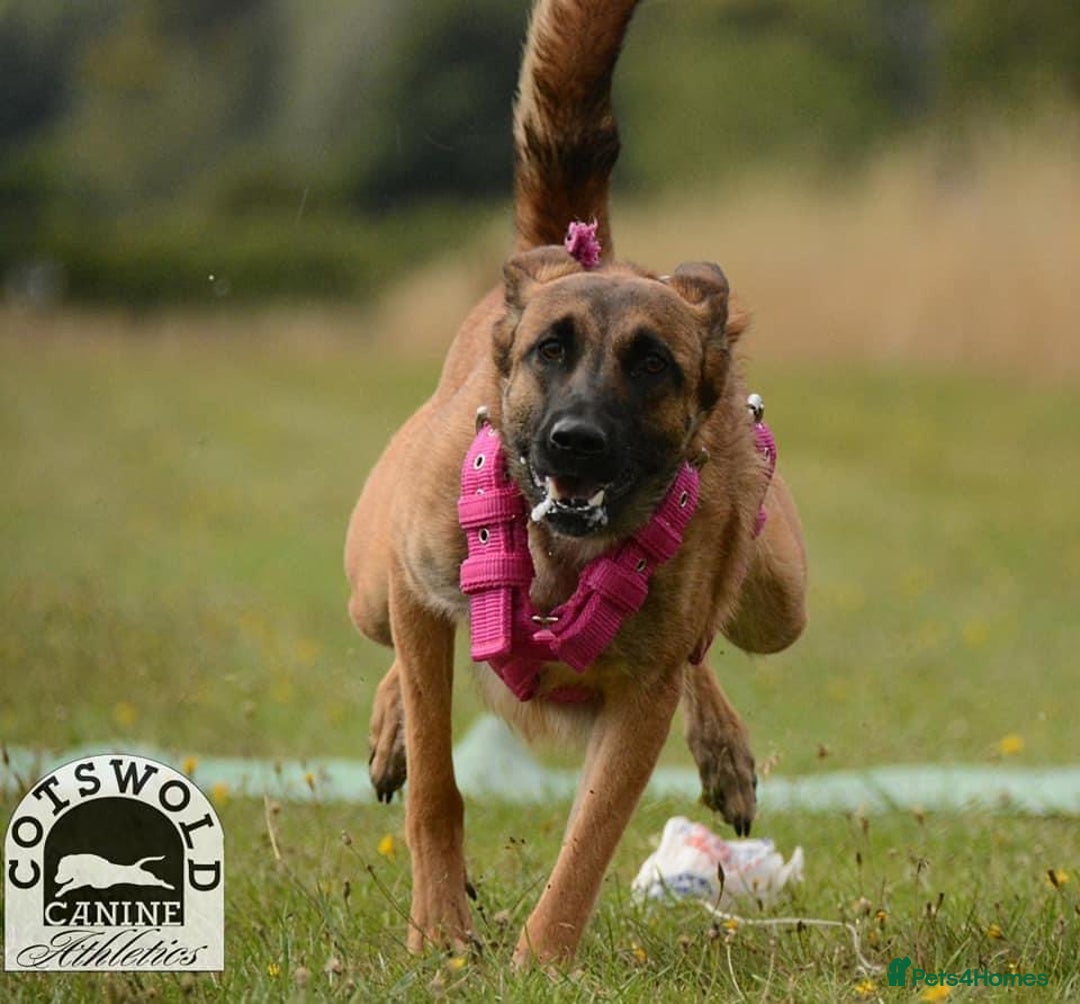 Belgian Shepherd Dog dogs for sale: Chunky Boy Top working lines  - Image 11