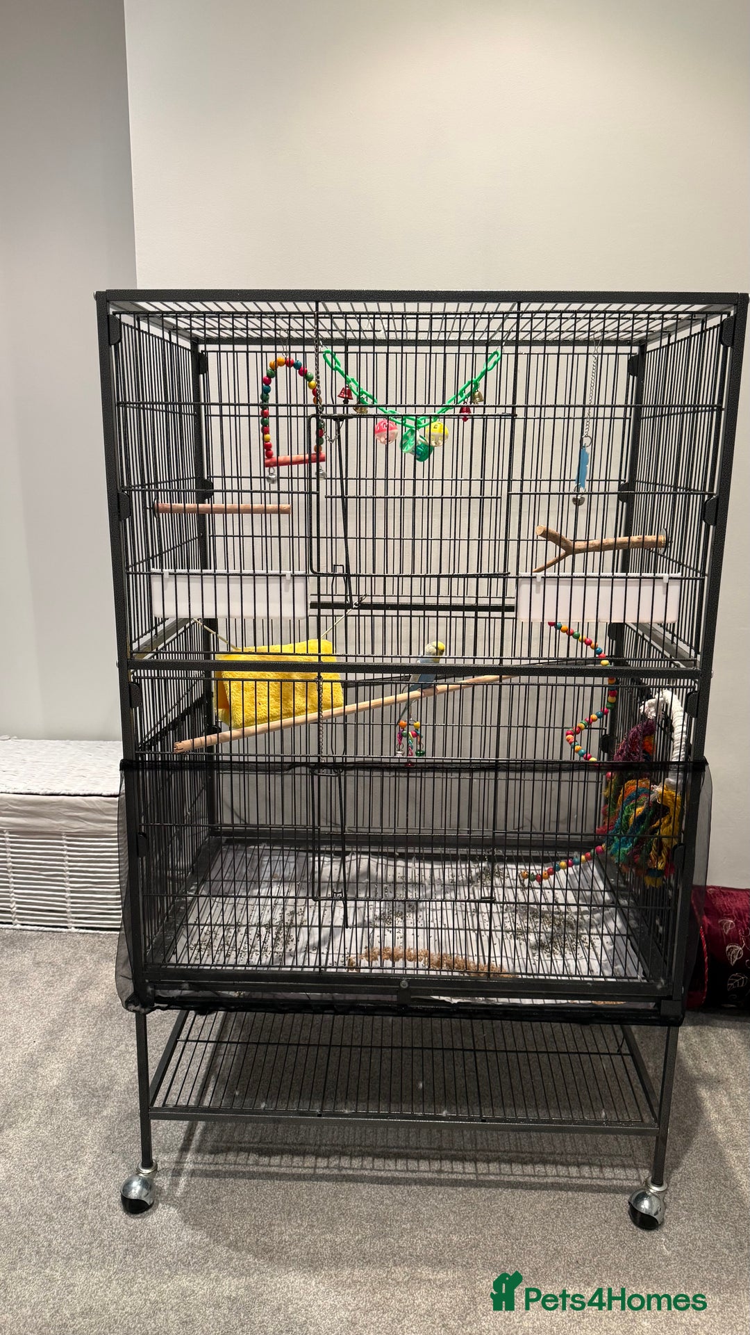 Budgerigars birds for sale: 1 BUDGIE AND CAGE FOR FREE ‼️ - Advert 1