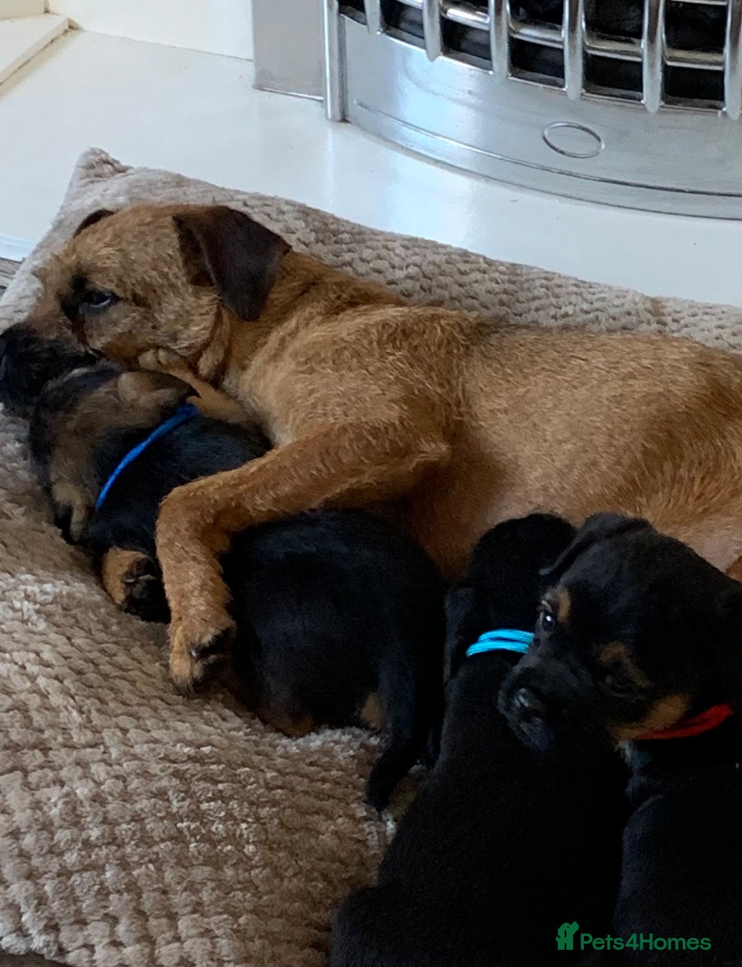 Border Terrier dogs for sale: Healthy Companions KC registered  - Advert 15