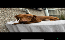 Dachshund dogs for stud: For stud - Image 5