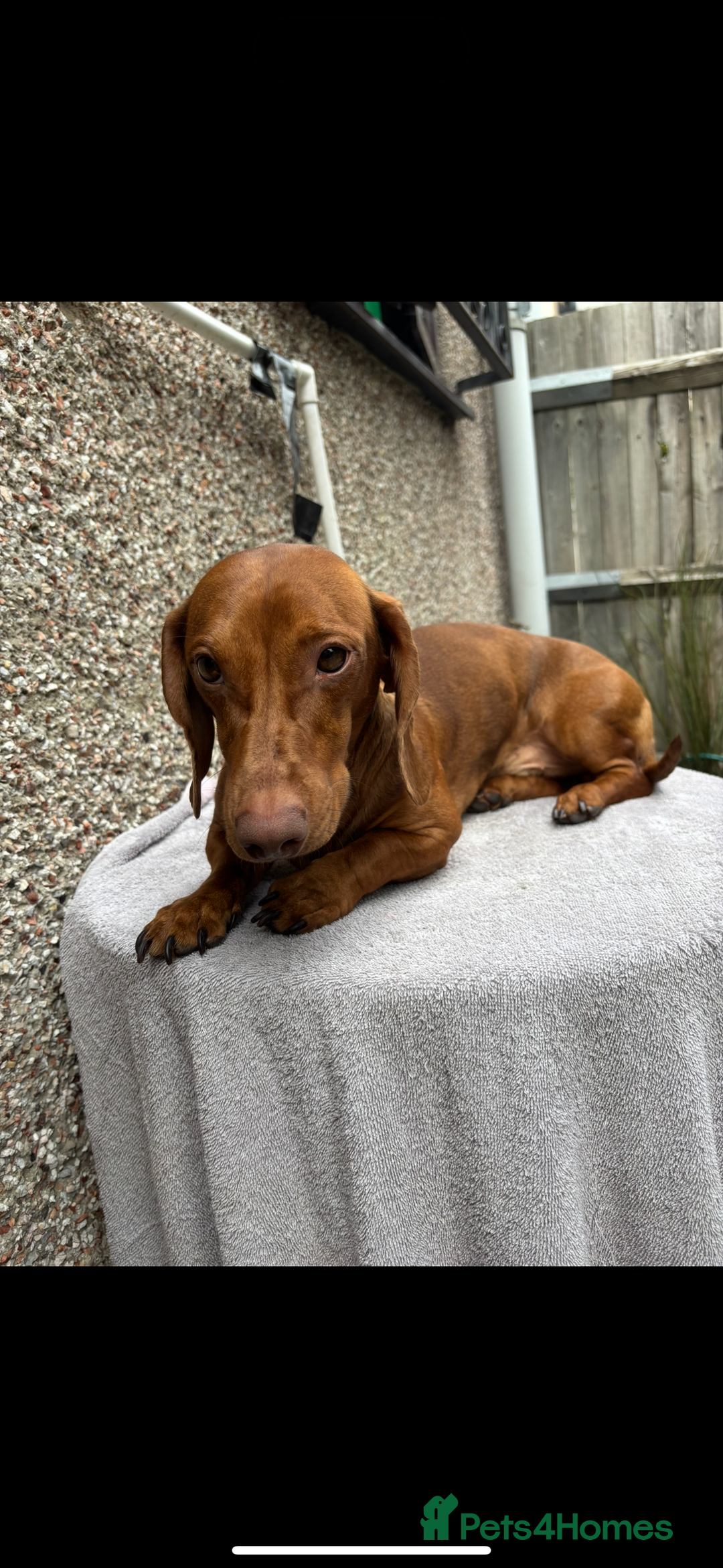 Dachshund dogs for stud: For stud - Image 5