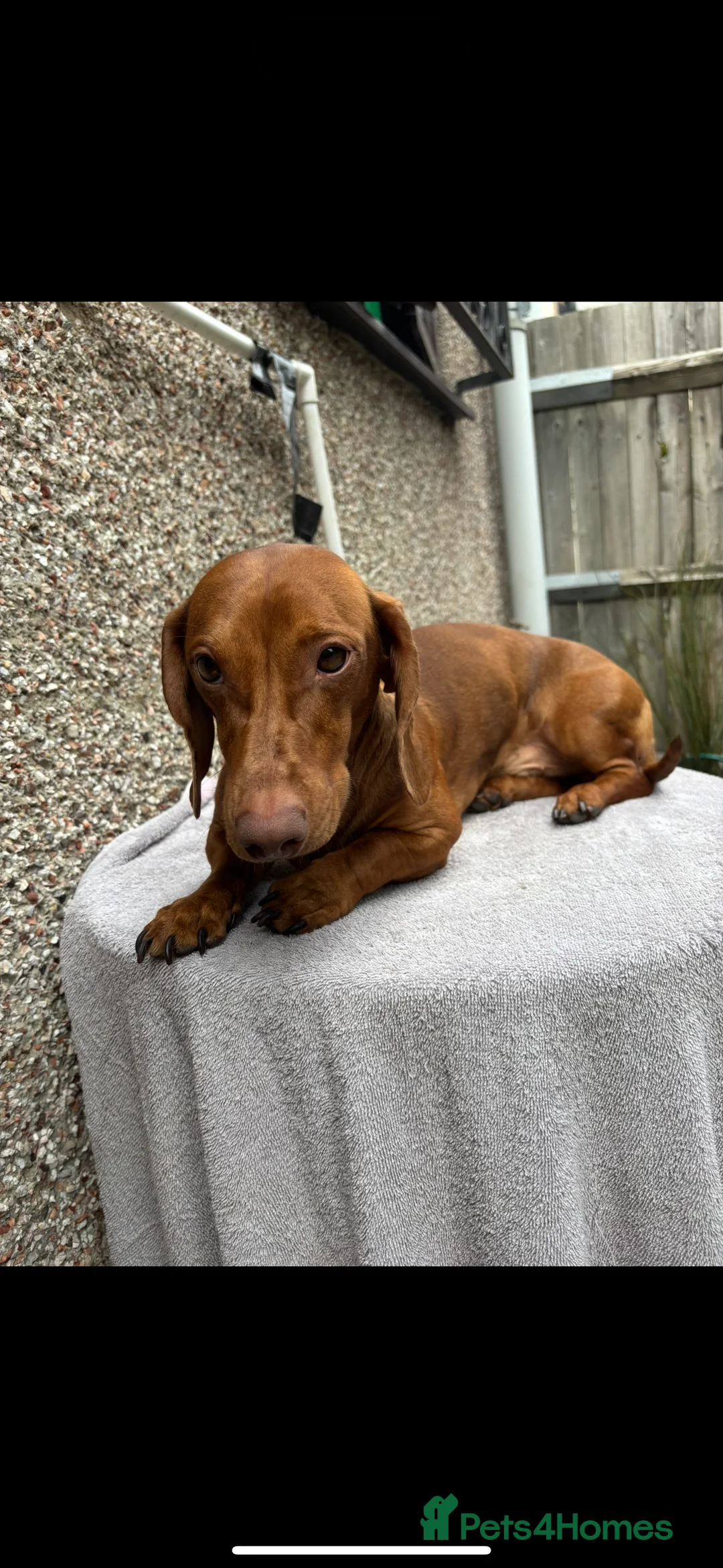 Dachshund dogs for stud: For stud - Advert 5