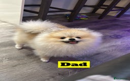 Chihuahua dogs for sale: READY NOW chihuahua x Pom puppies  - Image 34