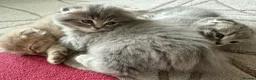 Scottish Fold cats for sale: Lovely scottish fold kitten - Advert 9
