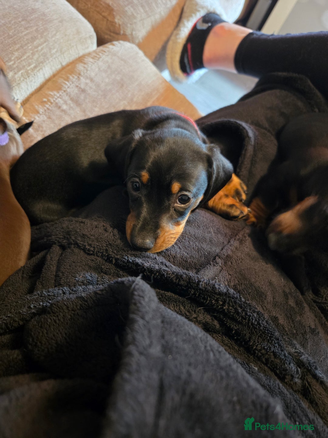 Miniature Dachshund dogs for sale: Only 4 beautiful miniature dachshund puppies - Advert 23