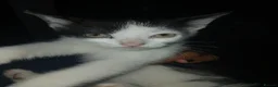 Mixed Breed cats for sale: 🩷 Tabby Kittens 🩷 - Advert 11